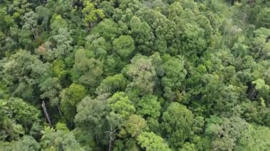 Aerial fly over green tropical rainforest in Malaysia