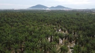 Petrol palmiyesi tarlasını drone vurdu.