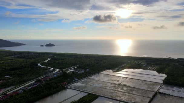 Aerial View Sunset Plantation Paddy Field Sungai Burung Balik Pulau — Stok Video