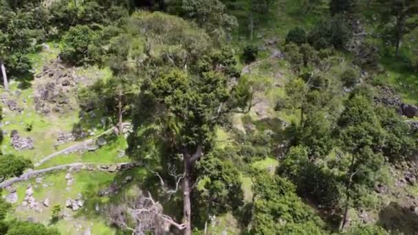 Aerial View Look Durian Plantation Malaysia — Stockvideo