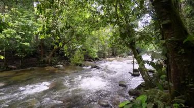 Panning left water flow stream and rock in forest