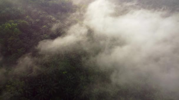 Aerial View Morning Fog Cloud Oil Palm Tree Plantation — Stock video