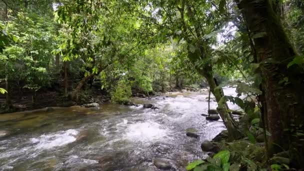 Panning Left Water Flow Stream Rock Forest — ストック動画