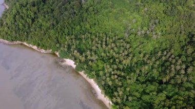 Hava rotasyonu Hindistan cevizi ağacı çiftliği ve ormanı kıyı şeridine yakın.