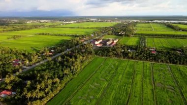 Gökyüzü manzaralı yeşil çeltik tarlası ve banliyöde hindistan cevizi ağacı, Ban Pecah, Perak
