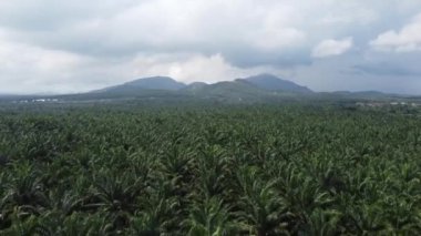 Güneşli bir günde tepenin yakınındaki hava manzaralı palmiye çiftliği