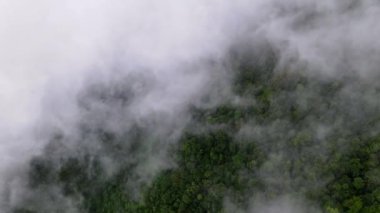 Hava kayması görüntüsü beyaz, kalın bulut yeşil yağmur ormanlarını kaplıyor