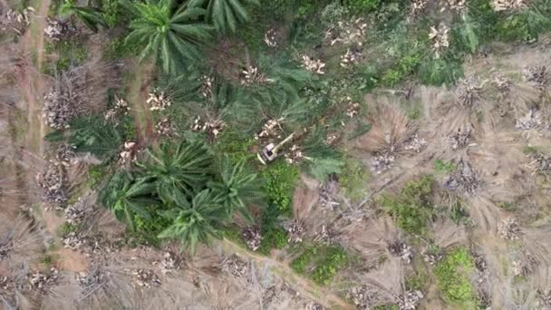 Aerial Descending Look Excavator Cut Oil Palm Tree Small Pieces — Stok Video
