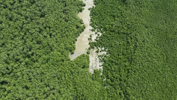 Вид Сверху Озеро Мангровом Лесу — стоковое видео