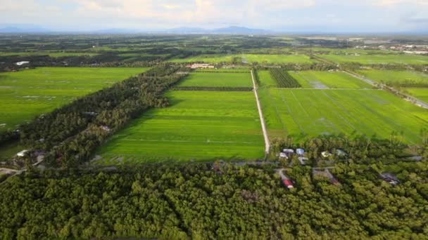 Aerial Fly Green Paddy Field Sunny Day — Video Stock