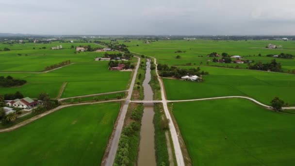 Aerial View Water Stream Green Paddy Field Village — Video Stock