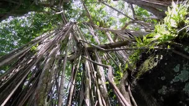 Tilt Panning Banyan Tree Jungle — Αρχείο Βίντεο