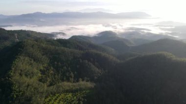 Kedah 'daki tepe bölgesindeki plantasyon üzerinde uçan bir hava aracı.
