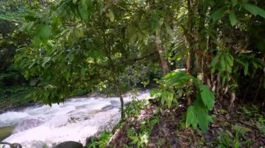 Gün içinde Sedim Ormanı 'ndaki su akıntısına doğru yavaş hareket et.