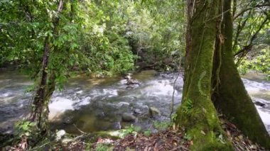 Su akıntısı ve kayanın yakınındaki durağan yeşil ağaç