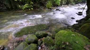 Sungai Sedim, Kedah 'daki yosunlu kayanın yanındaki orman akıntısı