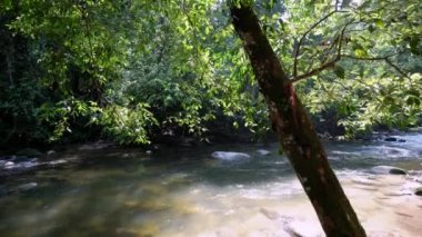 Güneş ışığında yemyeşil yemyeşil. Sungai Sedim yağmur ormanlarında, yumuşak su deresinin yanında, Kedah.