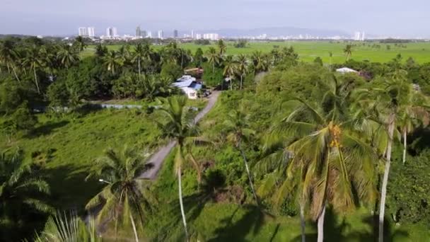 Aerial Fly Coconut Tree Malays Kampung House — Stockvideo