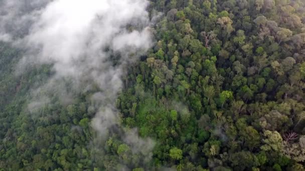 Aerial View Morning Low Cloud Move Rainforest Malaysia — Stock videók