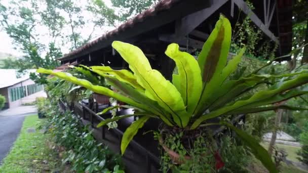 Rotation Tracking Fern Plant Decoration Wooden Hut — Vídeo de Stock