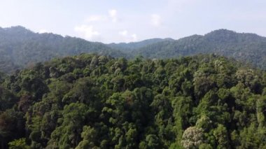 Güneşli bir günde yeşil yemyeşil yemyeşil tropikal yağmur ormanları üzerinde uçan hava.