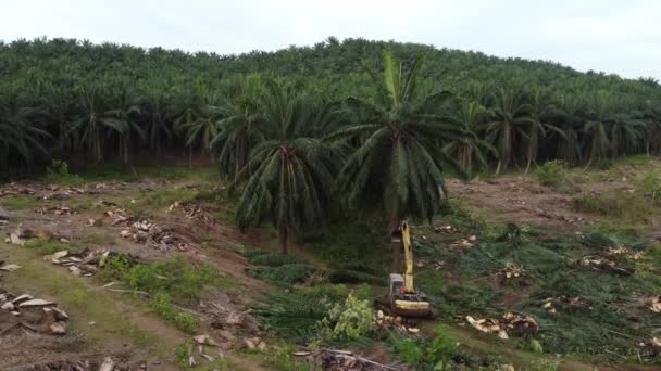 Seberang Perai Penang Malaysia Oct 2021 Excavator Push Oil Palm — Stockvideo