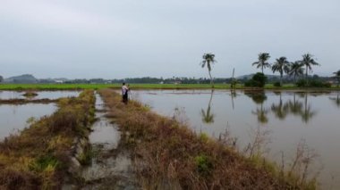 Bukit Mertajam, Penang, Malezya - 15 Kasım 2021: Bir fotoğrafçı cep telefonu ve tripodla hindistan cevizi ağacının fotoğrafını çeker