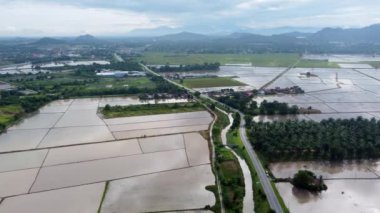 Aerial view water paddy field near Malaysia rural area in overcast day