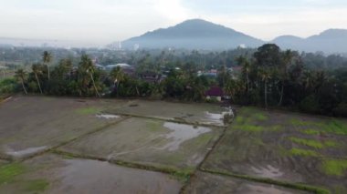 Aerial view fly toward paddy field near Malays village