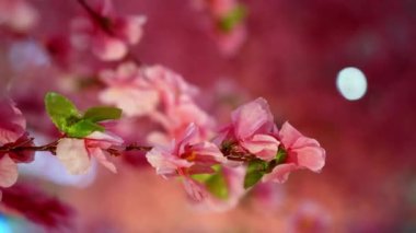 Select focus pink color plum blossom decoration during Chinese New Year