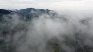 Aerial move over low foggy cloud cover plantation