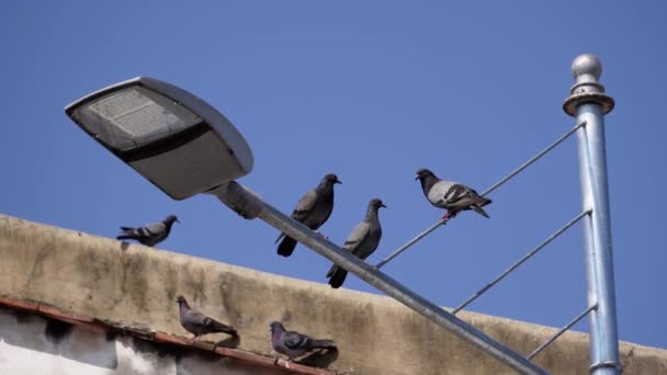 Pigeons Stand Street Lamp Blue Sky — Stock video