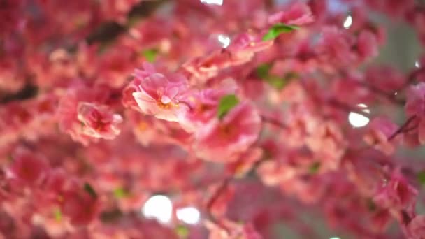 Slowly Move Red Flower Decoration Chinese New Year — 图库视频影像