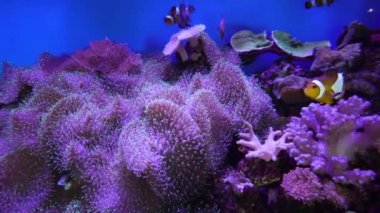 Beautiful nemo fish and coral in violet aquarium light background