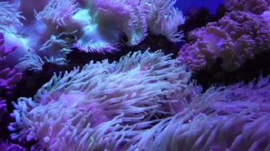 Coral reef aquatic plant in purple light aquarium