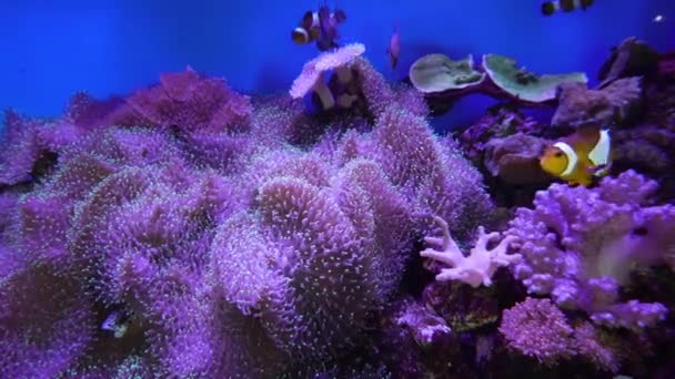 Beautiful Nemo Fish Coral Violet Aquarium Light Background — Stockvideo