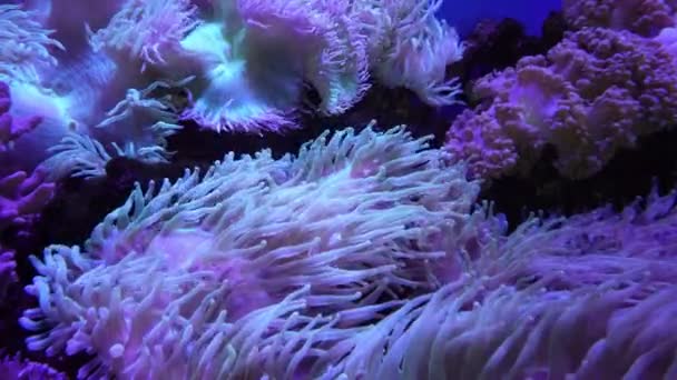 Coral Reef Aquatic Plant Purple Light Aquarium — Vídeo de Stock