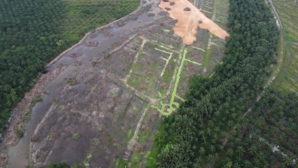 Aerial View Land Clearing Oil Palm Plantation — 비디오