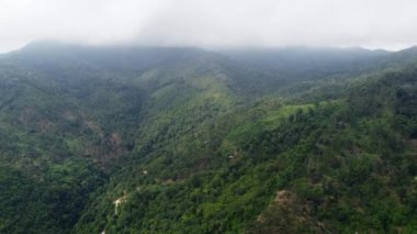 Aerial fly over plantation in misty day morning