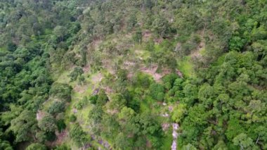 Aerial view durian farm at the hill area in Malaysia
