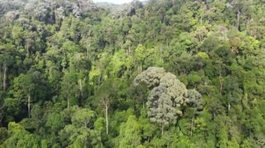 Aerial sliding and view the Malaysia green forest in day