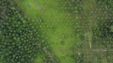 Aerial top down view green coconut palm tree plantation