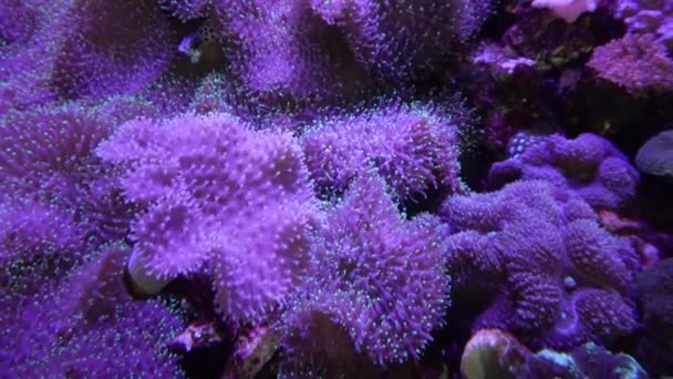 Coral Reef Fish Purple Light Aquarium — Stockvideo