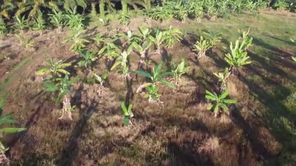 Aerial View Banana Tree Plantation Morning Shadow — Stockvideo