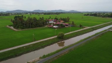 Penaga, Penang, Malaysia - Nov 16 2021: Aerial view Malays house in paddy field