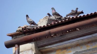 Group of pigeons stand near the rooftop in blue sky