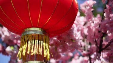 Select focus red lantern with background plum blossom with sun light