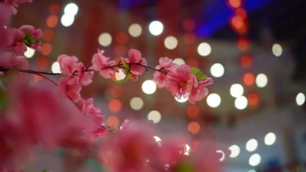 Rotate Focus Fake Plum Blossom Flower Circle Light Bokeh — Video Stock