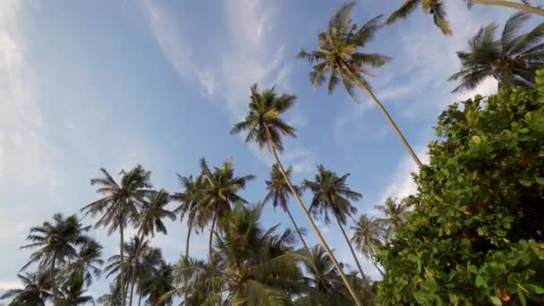 Slowly Move Look Coconut Trees Blue Sky — 图库视频影像