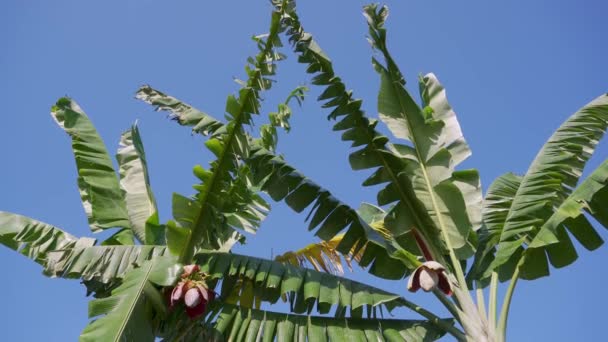 Tilt View Banana Tree Decoration Front Indian Temple Blue Sunny — Stockvideo